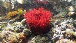 Image of Sea Anemone