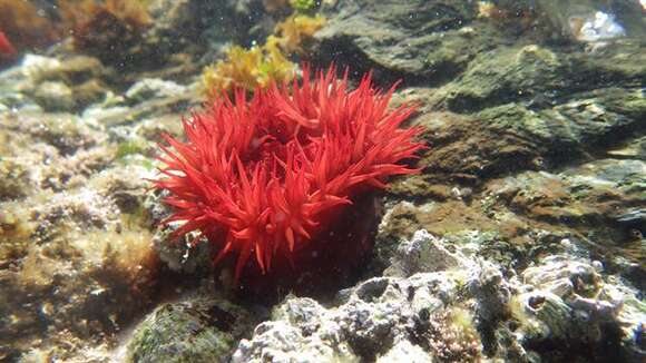 Image of Sea Anemone