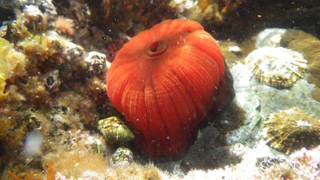 Image of Sea Anemone