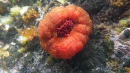 Image of Sea Anemone