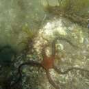 Image of brown brittle star