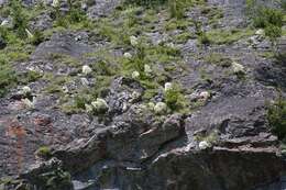 Imagem de Saxifraga longifolia Lapeyr.