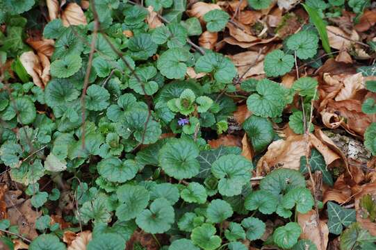 Image of Ground ivy