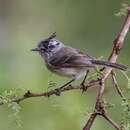 Image of Tufted Tit-Tyrant