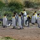 Image of King Penguin