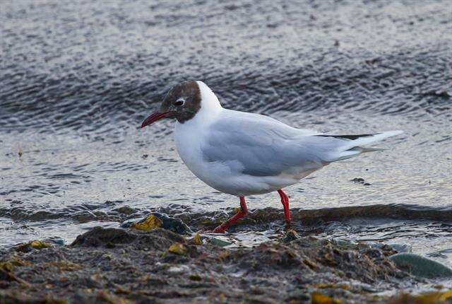 Image of Hooded gulls