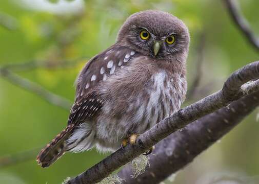 Image of Glaucidium Boie & F 1826