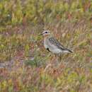 Image of Tawny-throated Dotterel