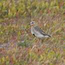 Oreopholus ruficollis (Wagler 1829) resmi