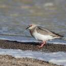 Image of Magellanic Plover