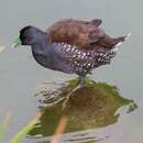 Image of Spot-flanked Gallinule