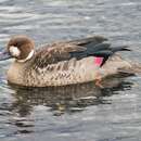 Image of Spectacled duck