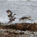 Image of Flying Steamer Duck