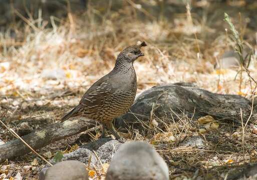 Image of Callipepla Wagler 1832