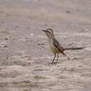 Image of Chilean Mockingbird