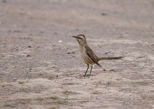 Image of Mimus Boie & F 1826