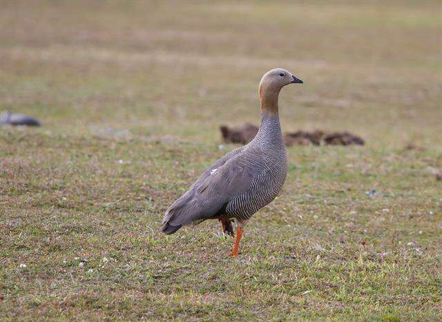 Image of Sheldgoose