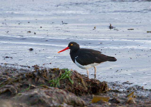 Image of oystercatchers