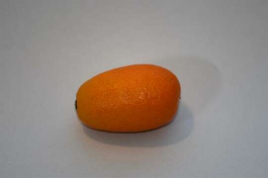 Image of citrus
