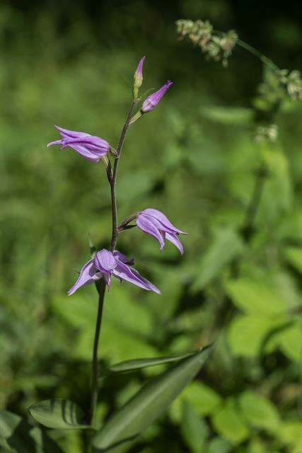 Слика од Cephalanthera