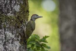 Image of Picus Linnaeus 1758