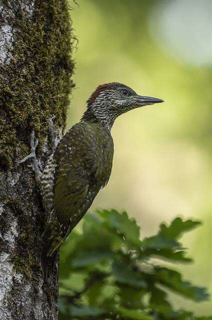 Image of Picus Linnaeus 1758