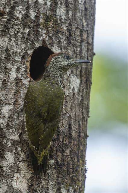 Image of Picus Linnaeus 1758