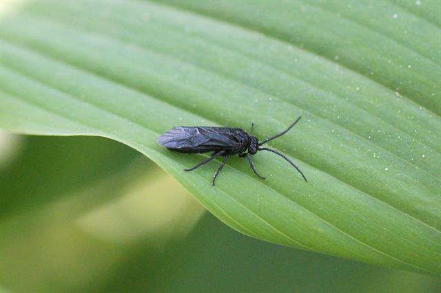 Image of <i>Phymatocera aterrima</i>