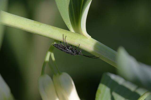 Image of <i>Phymatocera aterrima</i>