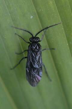 Image of <i>Phymatocera aterrima</i>