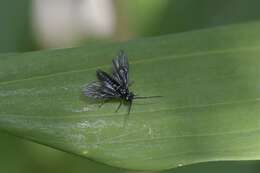 Image of <i>Phymatocera aterrima</i>