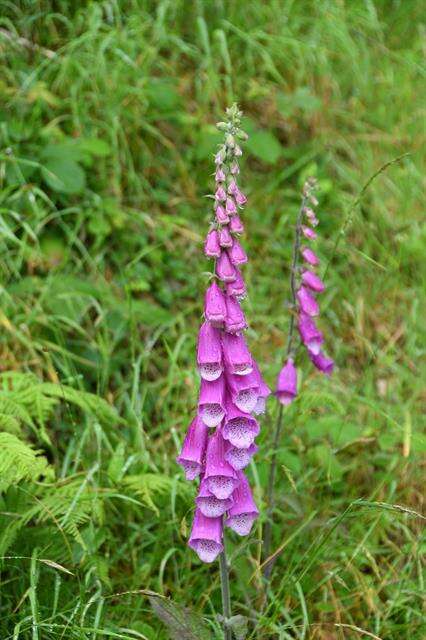 Image of Foxgloves