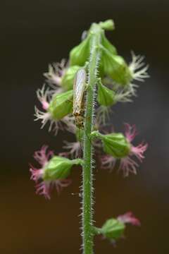 Image of perlodid stoneflies