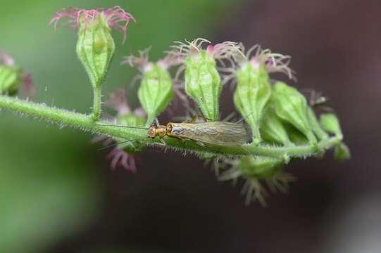 Imagem de Perlodidae