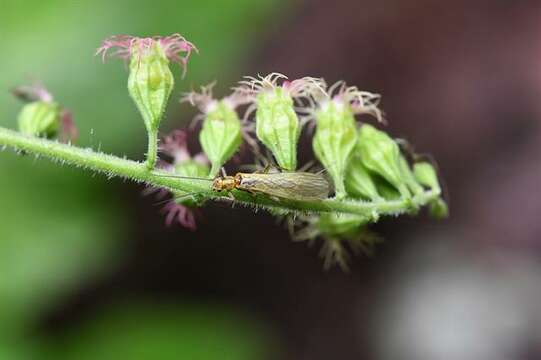 Imagem de Perlodidae