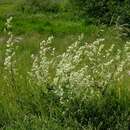 Image of white bedstraw