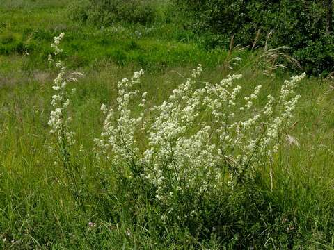 Image of bedstraw