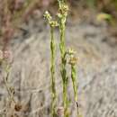 Image of Red-tipped cudweed