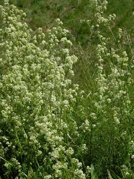 Image of bedstraw