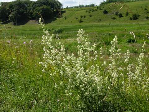 Plancia ëd Galium