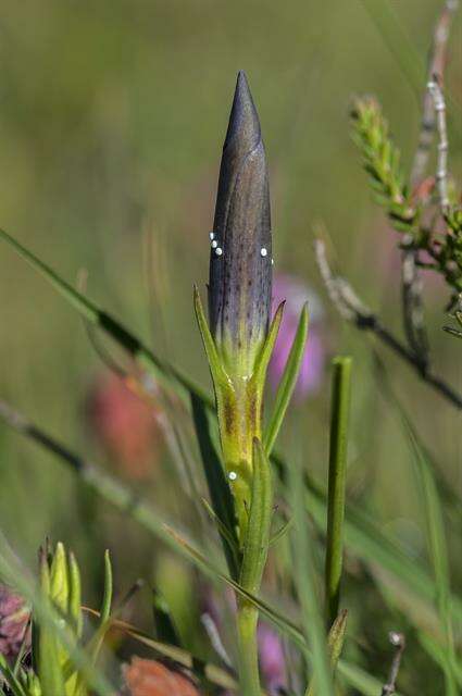 Image of gentian