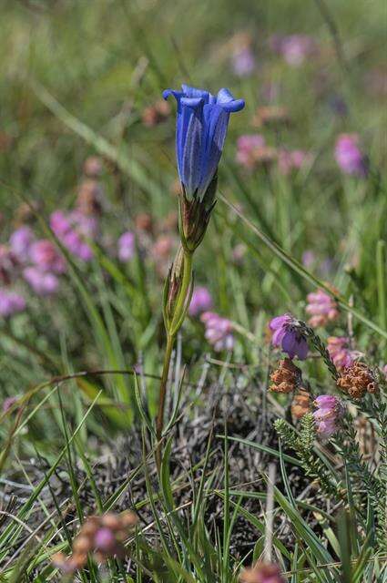 Image of gentian