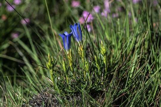 Image of gentian