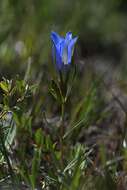 Image of gentian