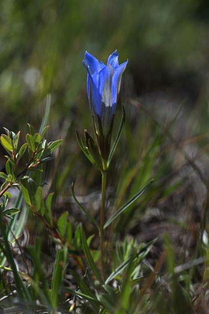 Image of gentian