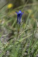 Image of gentian