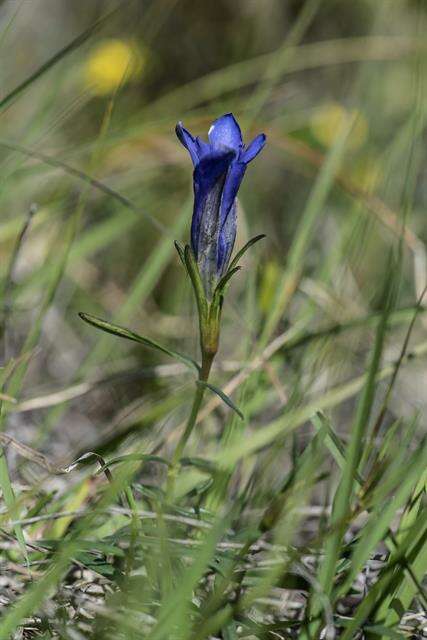 Image of gentian