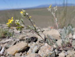 Image of woolly cinquefoil