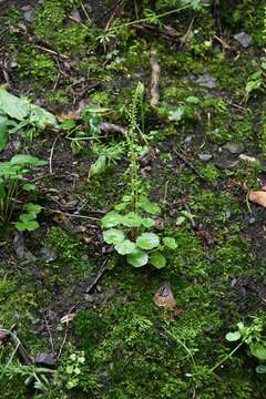 Image of navelwort