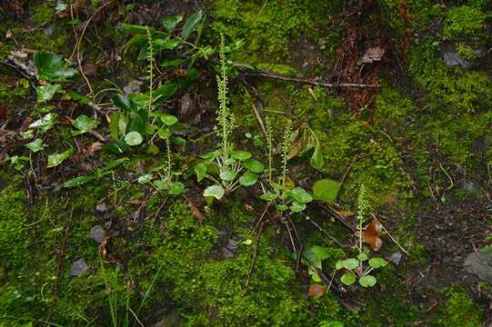 Image of navelwort